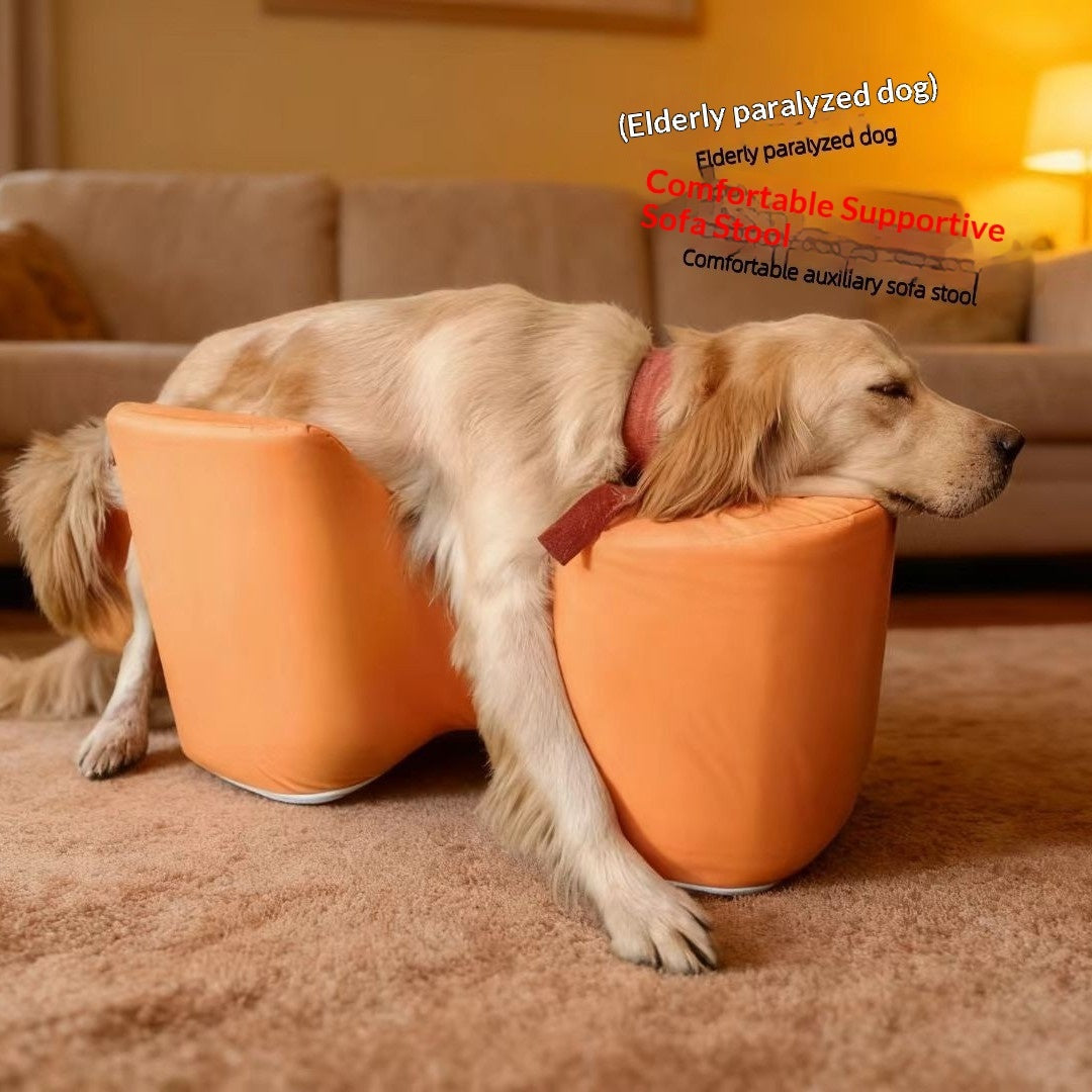 Postoperative Rehabilitation A Paralyzed Dog Rising With The Help Of A Sofa Cushion