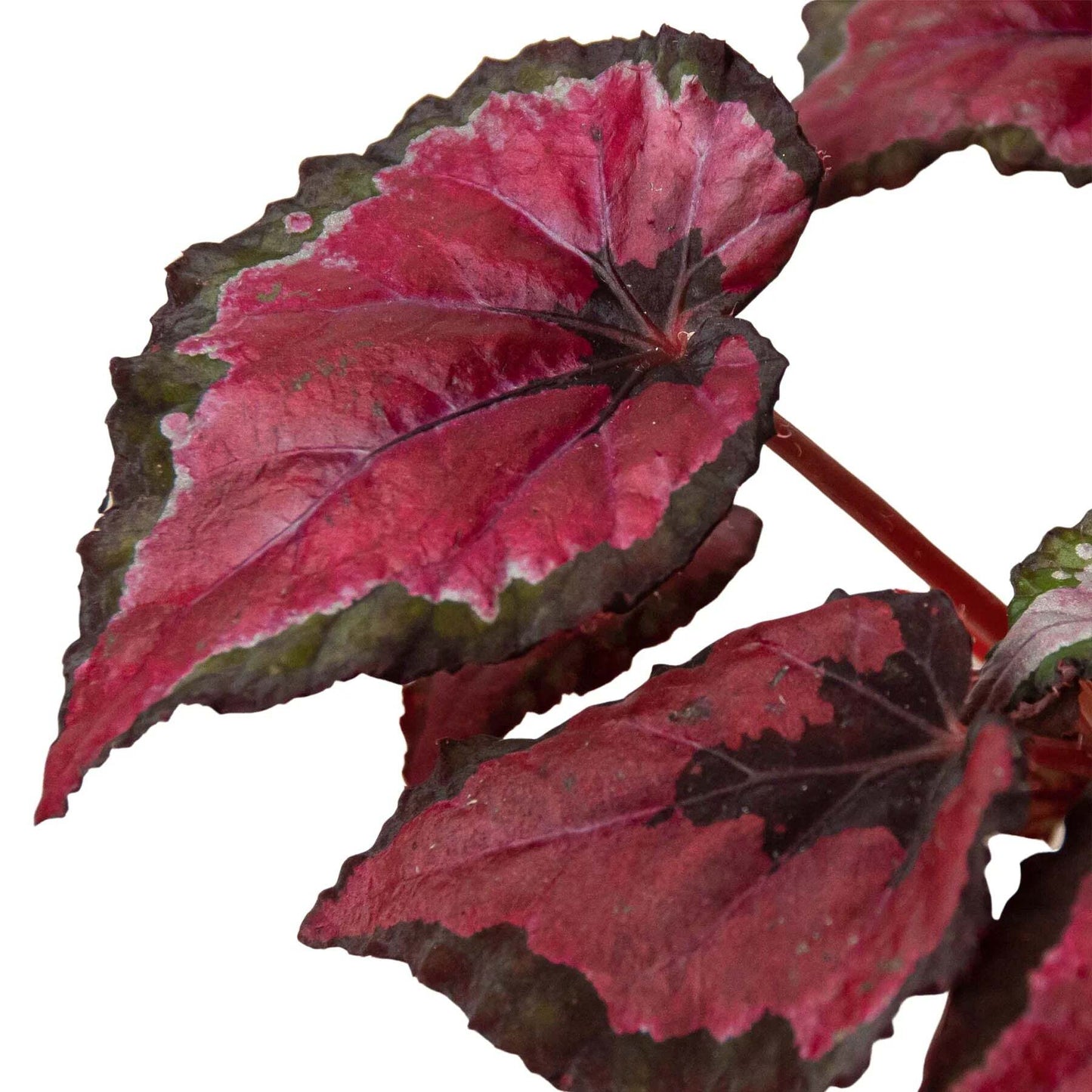 Begonia 'Rex' - 4 Pack Variety-4" Pot