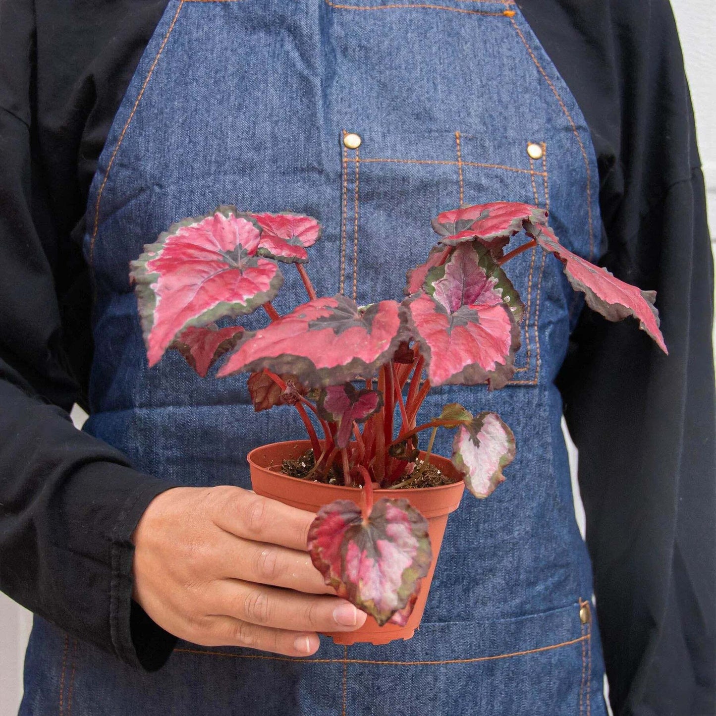 Begonia 'Rex' - 4 Pack Variety-4" Pot
