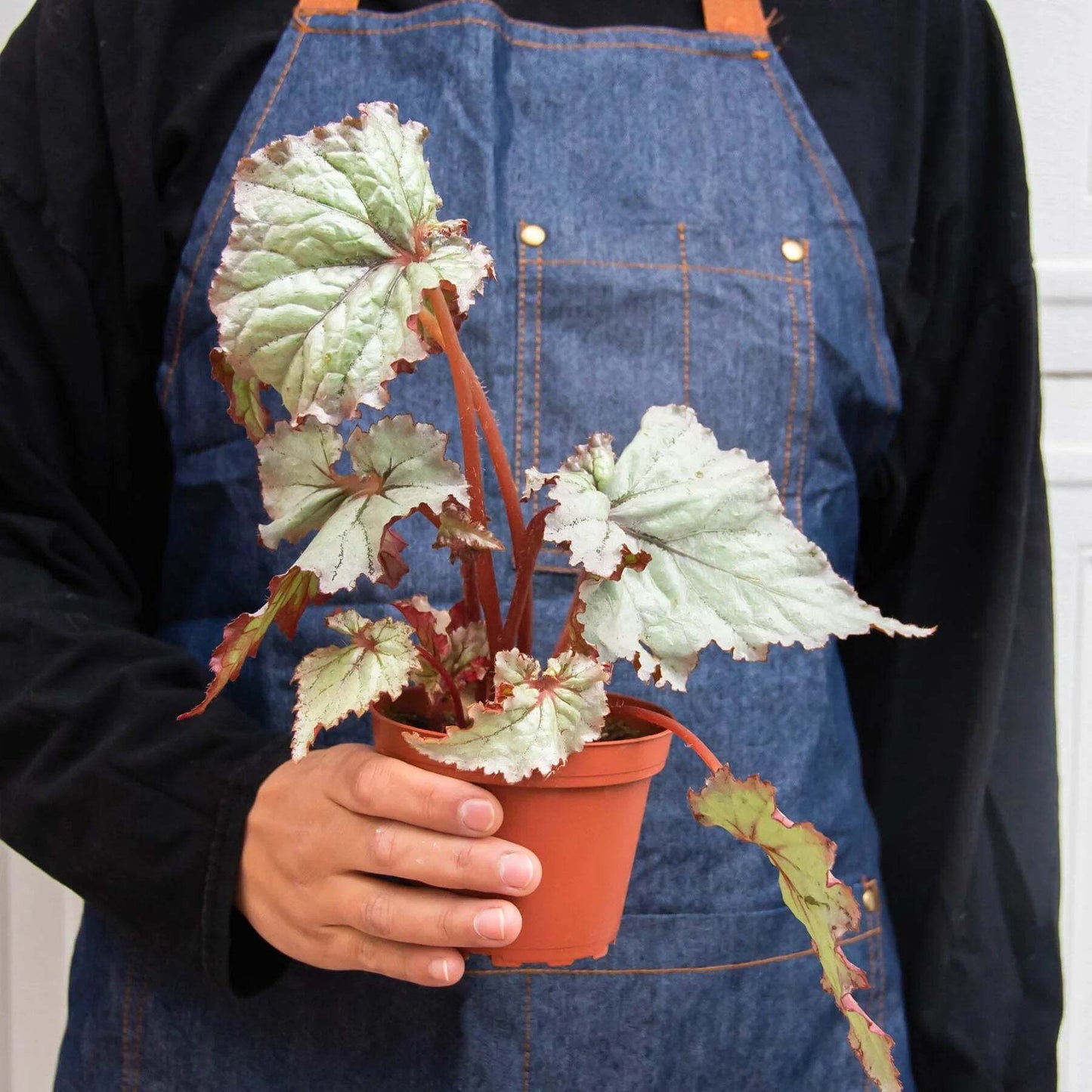Begonia 'Rex' - 4 Pack Variety-4" Pot