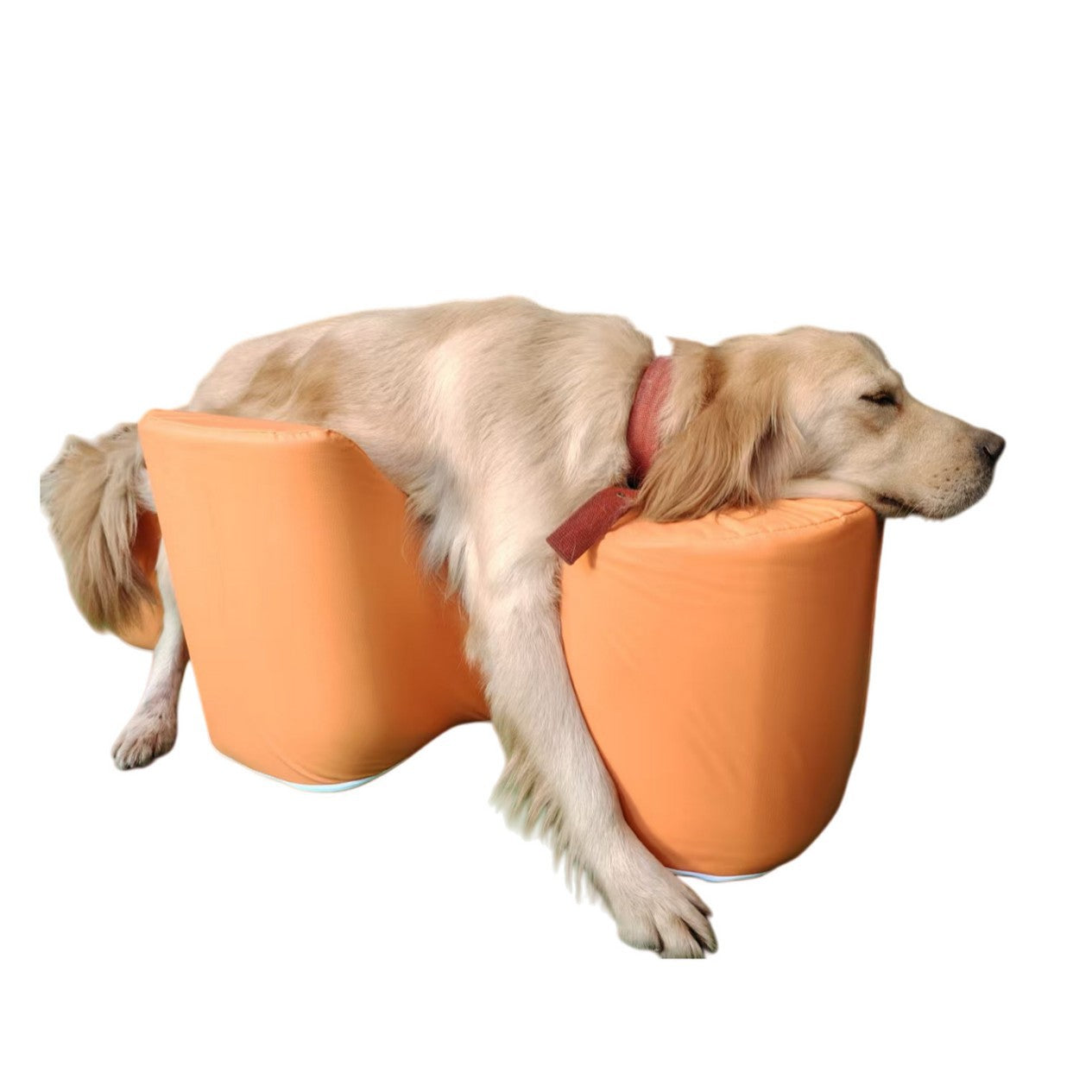 Postoperative Rehabilitation A Paralyzed Dog Rising With The Help Of A Sofa Cushion