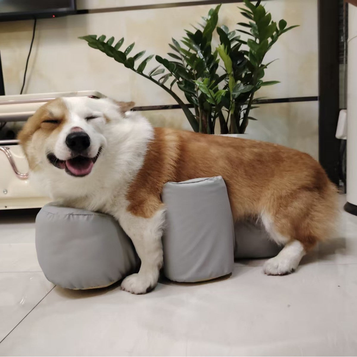 Postoperative Rehabilitation A Paralyzed Dog Rising With The Help Of A Sofa Cushion