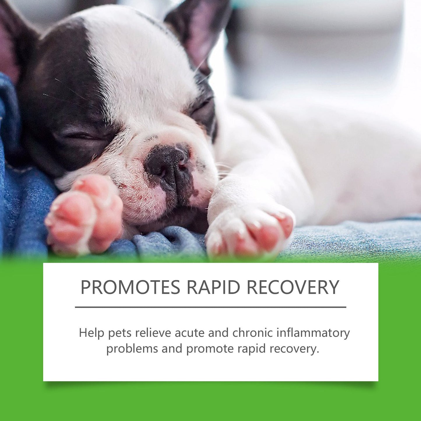 Dietary Supplements For Pets And Dogs