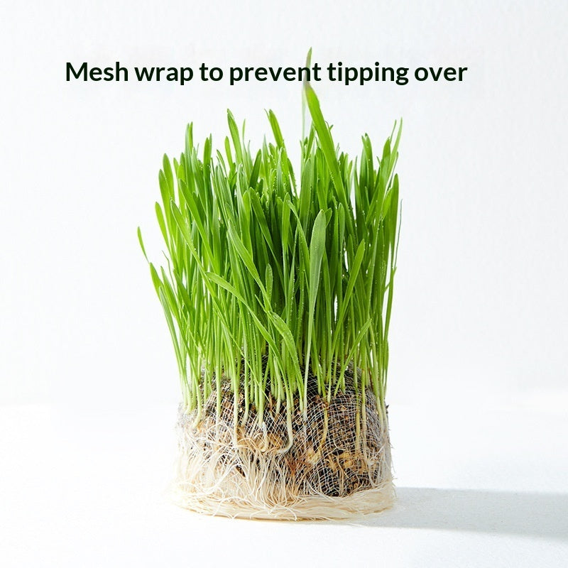 Soil-free Mixed Cat Grass Treats